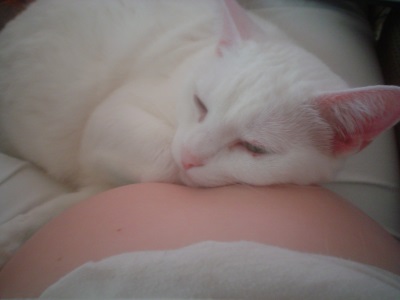 lily-belly